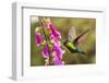 Fiery-throated Hummingbird (Panterpe insignis), San Gerardo de Dota, San Jose Province, Costa Rica-Matthew Williams-Ellis-Framed Photographic Print