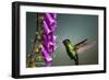 Fiery-throated Hummingbird (Panterpe insignis), San Gerardo de Dota, San Jose Province, Costa Rica-Matthew Williams-Ellis-Framed Photographic Print