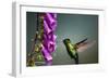 Fiery-throated Hummingbird (Panterpe insignis), San Gerardo de Dota, San Jose Province, Costa Rica-Matthew Williams-Ellis-Framed Photographic Print