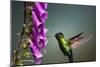 Fiery-throated Hummingbird (Panterpe insignis), San Gerardo de Dota, San Jose Province, Costa Rica-Matthew Williams-Ellis-Mounted Photographic Print