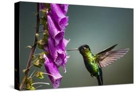 Fiery-throated Hummingbird (Panterpe insignis), San Gerardo de Dota, San Jose Province, Costa Rica-Matthew Williams-Ellis-Stretched Canvas