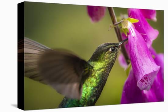 Fiery-throated Hummingbird (Panterpe insignis), San Gerardo de Dota, San Jose Province, Costa Rica-Matthew Williams-Ellis-Stretched Canvas