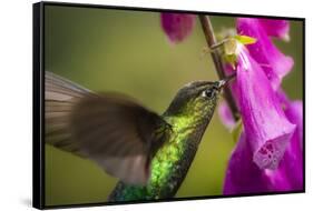 Fiery-throated Hummingbird (Panterpe insignis), San Gerardo de Dota, San Jose Province, Costa Rica-Matthew Williams-Ellis-Framed Stretched Canvas