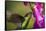 Fiery-throated Hummingbird (Panterpe insignis), San Gerardo de Dota, San Jose Province, Costa Rica-Matthew Williams-Ellis-Framed Stretched Canvas