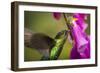 Fiery-throated Hummingbird (Panterpe insignis), San Gerardo de Dota, San Jose Province, Costa Rica-Matthew Williams-Ellis-Framed Photographic Print