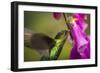 Fiery-throated Hummingbird (Panterpe insignis), San Gerardo de Dota, San Jose Province, Costa Rica-Matthew Williams-Ellis-Framed Photographic Print