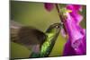 Fiery-throated Hummingbird (Panterpe insignis), San Gerardo de Dota, San Jose Province, Costa Rica-Matthew Williams-Ellis-Mounted Photographic Print