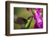 Fiery-throated Hummingbird (Panterpe insignis), San Gerardo de Dota, San Jose Province, Costa Rica-Matthew Williams-Ellis-Framed Photographic Print