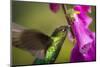 Fiery-throated Hummingbird (Panterpe insignis), San Gerardo de Dota, San Jose Province, Costa Rica-Matthew Williams-Ellis-Mounted Photographic Print