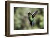 Fiery-throated Hummingbird (Panterpe insignis), San Gerardo de Dota, San Jose Province, Costa Rica-Matthew Williams-Ellis-Framed Photographic Print
