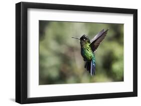 Fiery-throated Hummingbird (Panterpe insignis), San Gerardo de Dota, San Jose Province, Costa Rica-Matthew Williams-Ellis-Framed Photographic Print