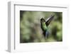 Fiery-throated Hummingbird (Panterpe insignis), San Gerardo de Dota, San Jose Province, Costa Rica-Matthew Williams-Ellis-Framed Photographic Print