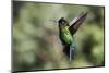 Fiery-throated Hummingbird (Panterpe insignis), San Gerardo de Dota, San Jose Province, Costa Rica-Matthew Williams-Ellis-Mounted Photographic Print