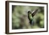 Fiery-throated Hummingbird (Panterpe insignis), San Gerardo de Dota, San Jose Province, Costa Rica-Matthew Williams-Ellis-Framed Photographic Print