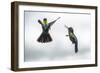 Fiery-throated Hummingbird (Panterpe insignis), San Gerardo de Dota, San Jose Province, Costa Rica-Matthew Williams-Ellis-Framed Photographic Print