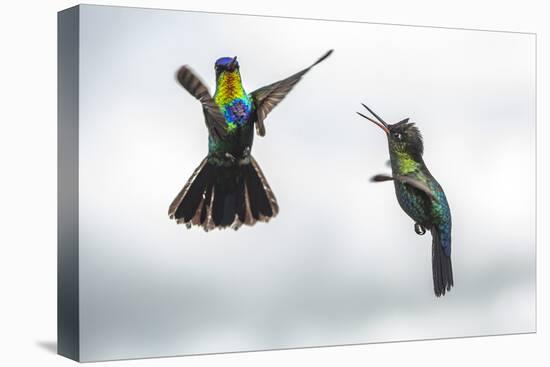 Fiery-throated Hummingbird (Panterpe insignis), San Gerardo de Dota, San Jose Province, Costa Rica-Matthew Williams-Ellis-Stretched Canvas