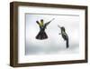 Fiery-throated Hummingbird (Panterpe insignis), San Gerardo de Dota, San Jose Province, Costa Rica-Matthew Williams-Ellis-Framed Photographic Print