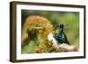 Fiery-throated Hummingbird (Panterpe insignis), San Gerardo de Dota, San Jose Province, Costa Rica-Matthew Williams-Ellis-Framed Photographic Print