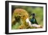 Fiery-throated Hummingbird (Panterpe insignis), San Gerardo de Dota, San Jose Province, Costa Rica-Matthew Williams-Ellis-Framed Photographic Print