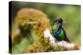 Fiery-throated Hummingbird (Panterpe insignis), San Gerardo de Dota, San Jose Province, Costa Rica-Matthew Williams-Ellis-Stretched Canvas