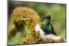 Fiery-throated Hummingbird (Panterpe insignis), San Gerardo de Dota, San Jose Province, Costa Rica-Matthew Williams-Ellis-Mounted Photographic Print