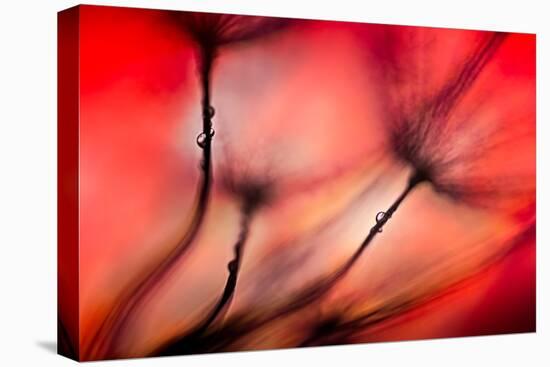 Fiery-Ursula Abresch-Stretched Canvas