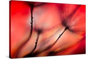 Fiery-Ursula Abresch-Stretched Canvas