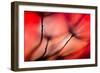 Fiery-Ursula Abresch-Framed Photographic Print