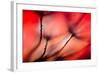 Fiery-Ursula Abresch-Framed Photographic Print