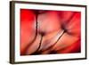 Fiery-Ursula Abresch-Framed Photographic Print