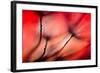 Fiery-Ursula Abresch-Framed Photographic Print