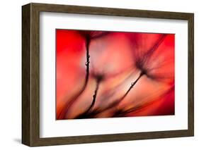 Fiery-Ursula Abresch-Framed Photographic Print