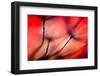 Fiery-Ursula Abresch-Framed Photographic Print