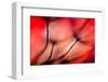 Fiery-Ursula Abresch-Framed Photographic Print