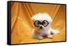 Fifi The Purebred Bichon Frise Fresh From The Doggy Day Spa Tries Out Her Halloween Costumes-mikeledray-Framed Stretched Canvas