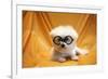 Fifi The Purebred Bichon Frise Fresh From The Doggy Day Spa Tries Out Her Halloween Costumes-mikeledray-Framed Photographic Print