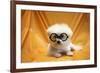 Fifi The Purebred Bichon Frise Fresh From The Doggy Day Spa Tries Out Her Halloween Costumes-mikeledray-Framed Photographic Print