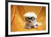 Fifi The Purebred Bichon Frise Fresh From The Doggy Day Spa Tries Out Her Halloween Costumes-mikeledray-Framed Photographic Print