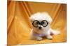 Fifi The Purebred Bichon Frise Fresh From The Doggy Day Spa Tries Out Her Halloween Costumes-mikeledray-Mounted Photographic Print