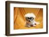 Fifi The Purebred Bichon Frise Fresh From The Doggy Day Spa Tries Out Her Halloween Costumes-mikeledray-Framed Photographic Print