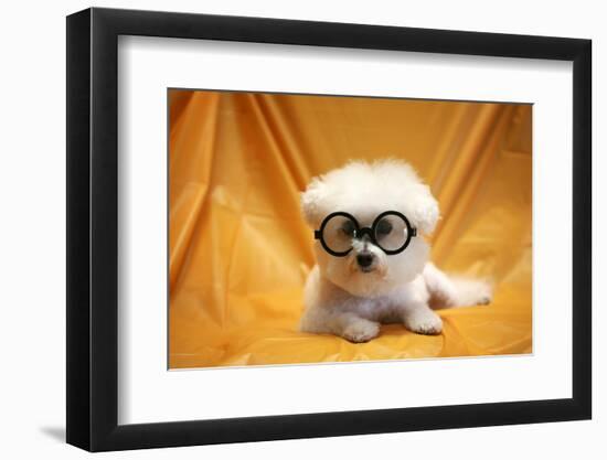 Fifi The Purebred Bichon Frise Fresh From The Doggy Day Spa Tries Out Her Halloween Costumes-mikeledray-Framed Photographic Print