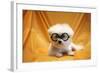 Fifi The Purebred Bichon Frise Fresh From The Doggy Day Spa Tries Out Her Halloween Costumes-mikeledray-Framed Photographic Print