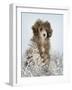 Fifi-Rachael Hale-Framed Art Print