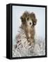 Fifi-Rachael Hale-Framed Stretched Canvas