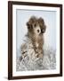 Fifi-Rachael Hale-Framed Photographic Print