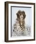 Fifi-Rachael Hale-Framed Photographic Print