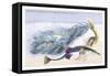 Fifteen Spined Stickleback Nest and Eggs-Robert Hamilton-Framed Stretched Canvas