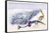 Fifteen Spined Stickleback Nest and Eggs-Robert Hamilton-Framed Stretched Canvas