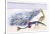 Fifteen Spined Stickleback Nest and Eggs-Robert Hamilton-Stretched Canvas