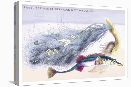Fifteen Spined Stickleback Nest and Eggs-Robert Hamilton-Stretched Canvas